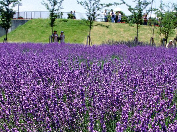 名古屋にも初夏の彩り。季節のイベントを楽しみながら街の魅力を...の画像
