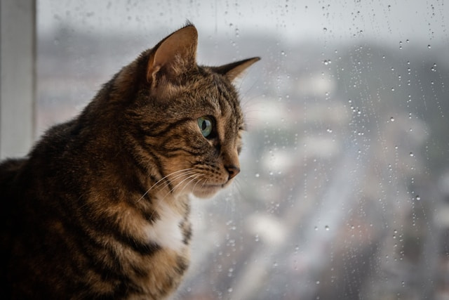 梅雨・湿気に負けない！シニアとペットが年中快適に暮らす住まい...の画像