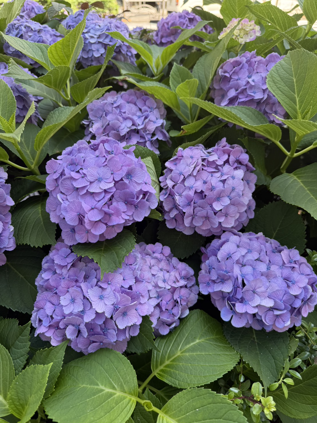 花博士チームの画像