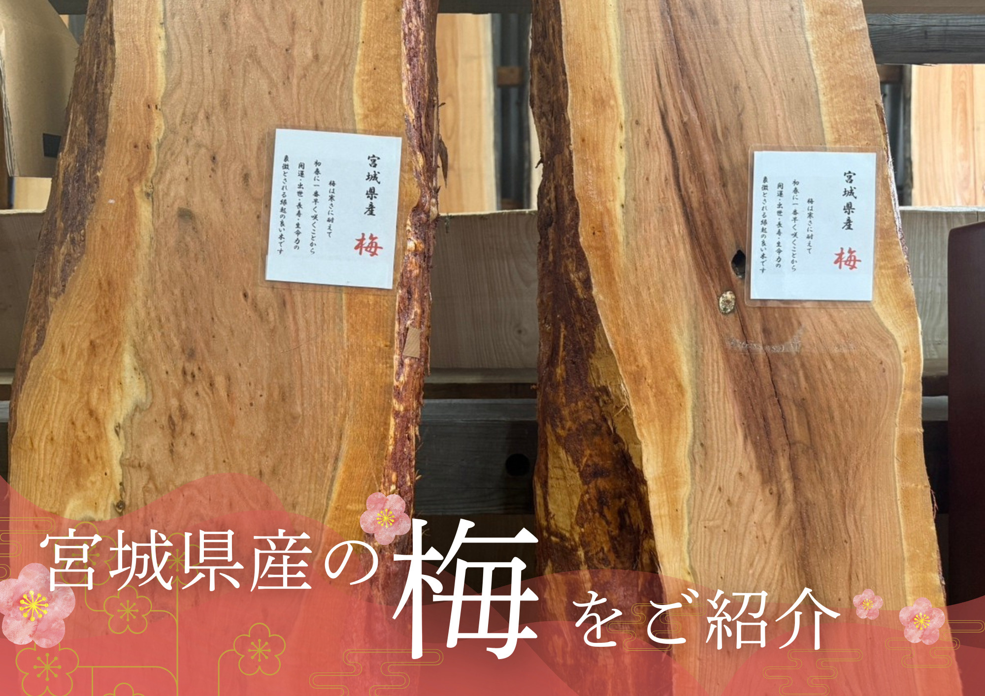 【銘木図鑑】驚くほどの赤褐色！石田主任が競り落とした超希少な...の画像