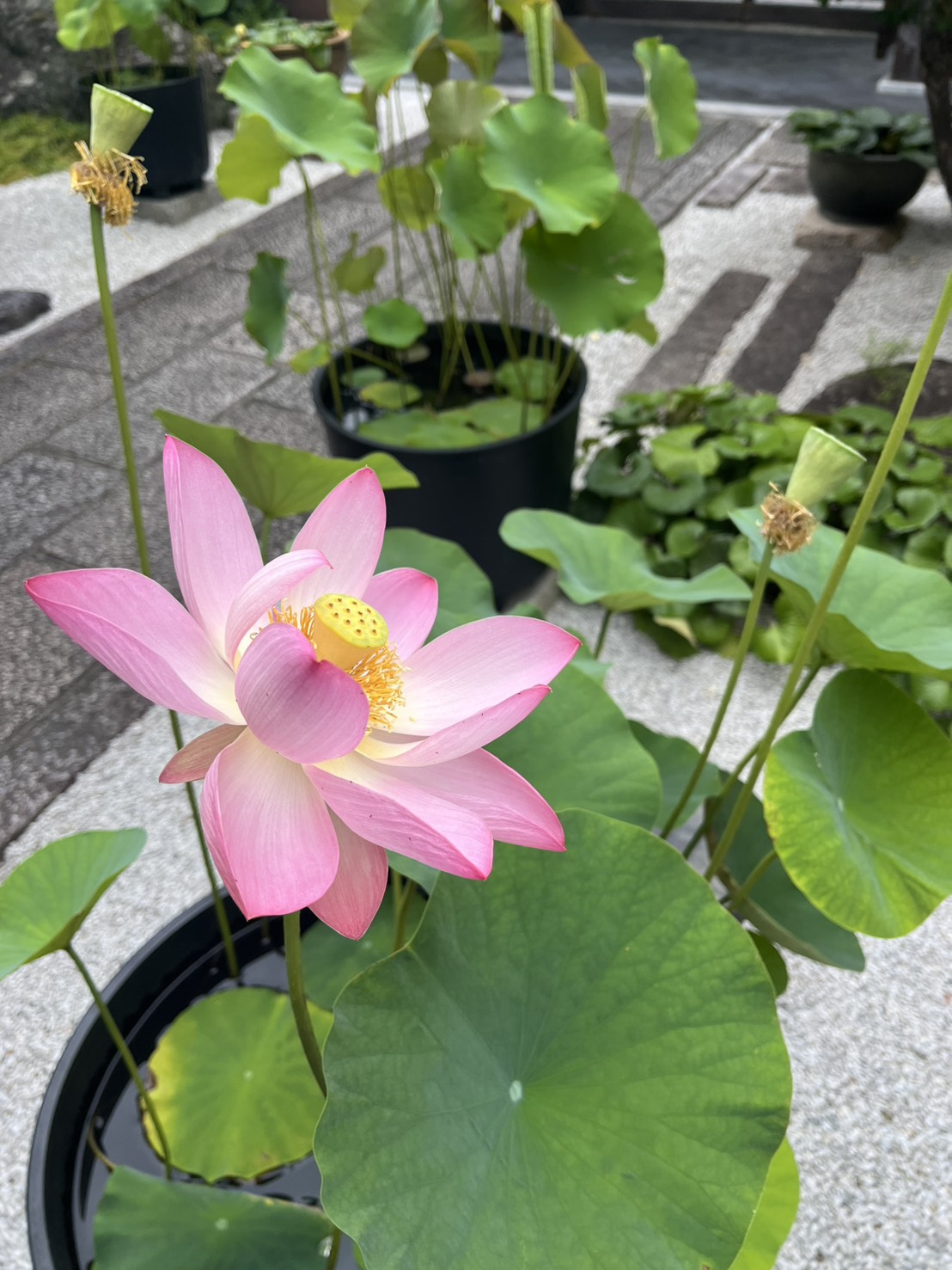 蓮の花の画像