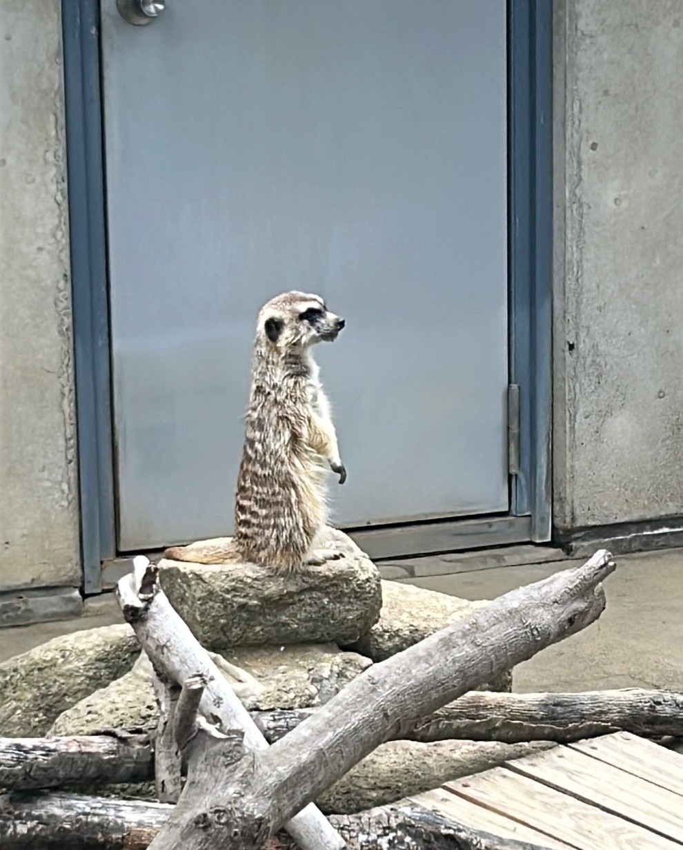 ミーアキャットの画像