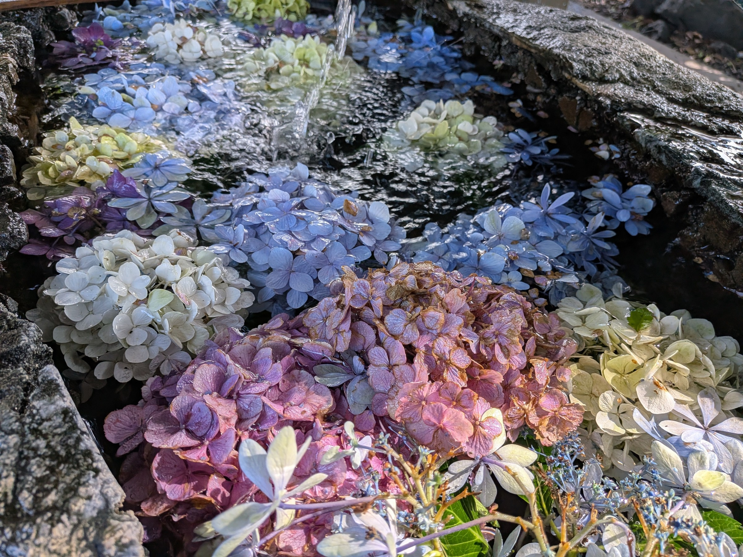 岐阜市の若江神社を訪ねて──花手水と木々の涼しさに包まれる夏...の画像