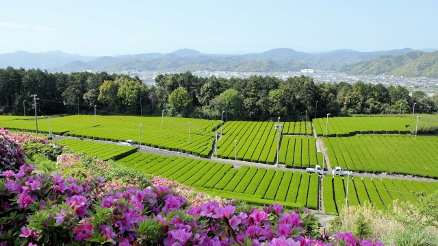 外国人にもっと知ってほしい日本茶の世界 ― 抹茶だけではない...の画像