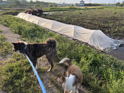 【今日の農作業】稲の成長と田植えと現在の画像