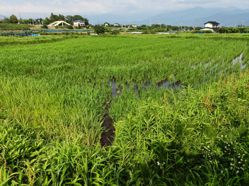 【今日の農作業】稲の成長と田植えと現在の画像