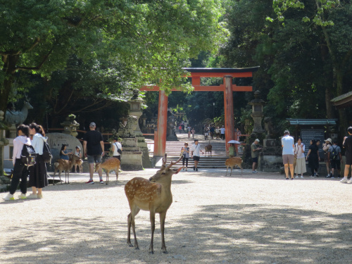 春日大社～♪の画像