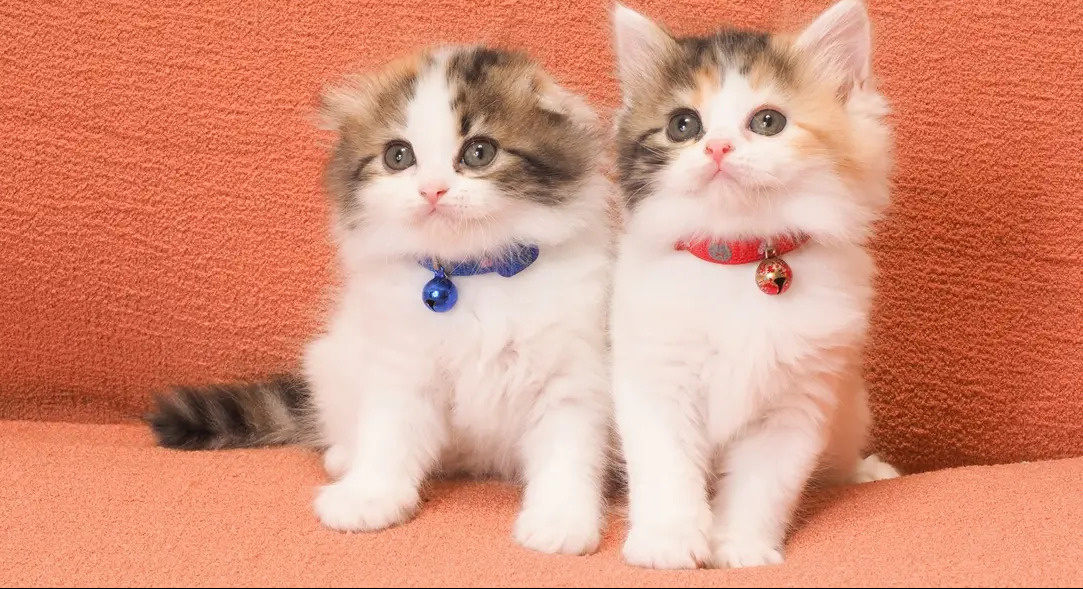 今日は何の日？の画像