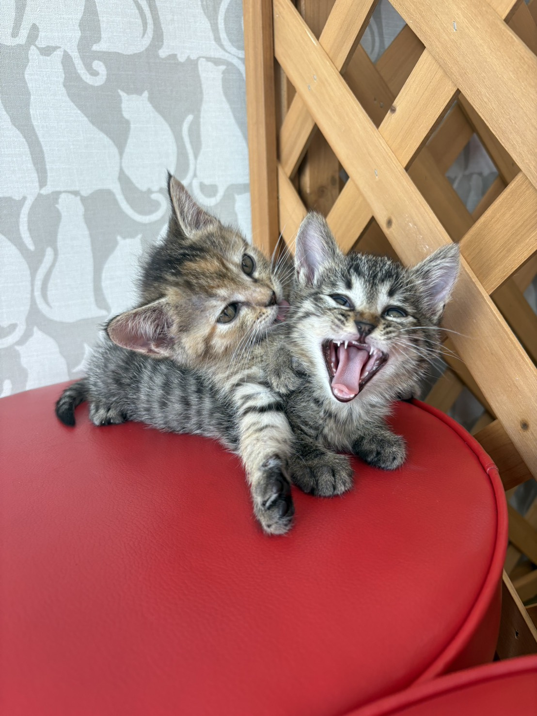 子猫ちゃんの名前決定の画像