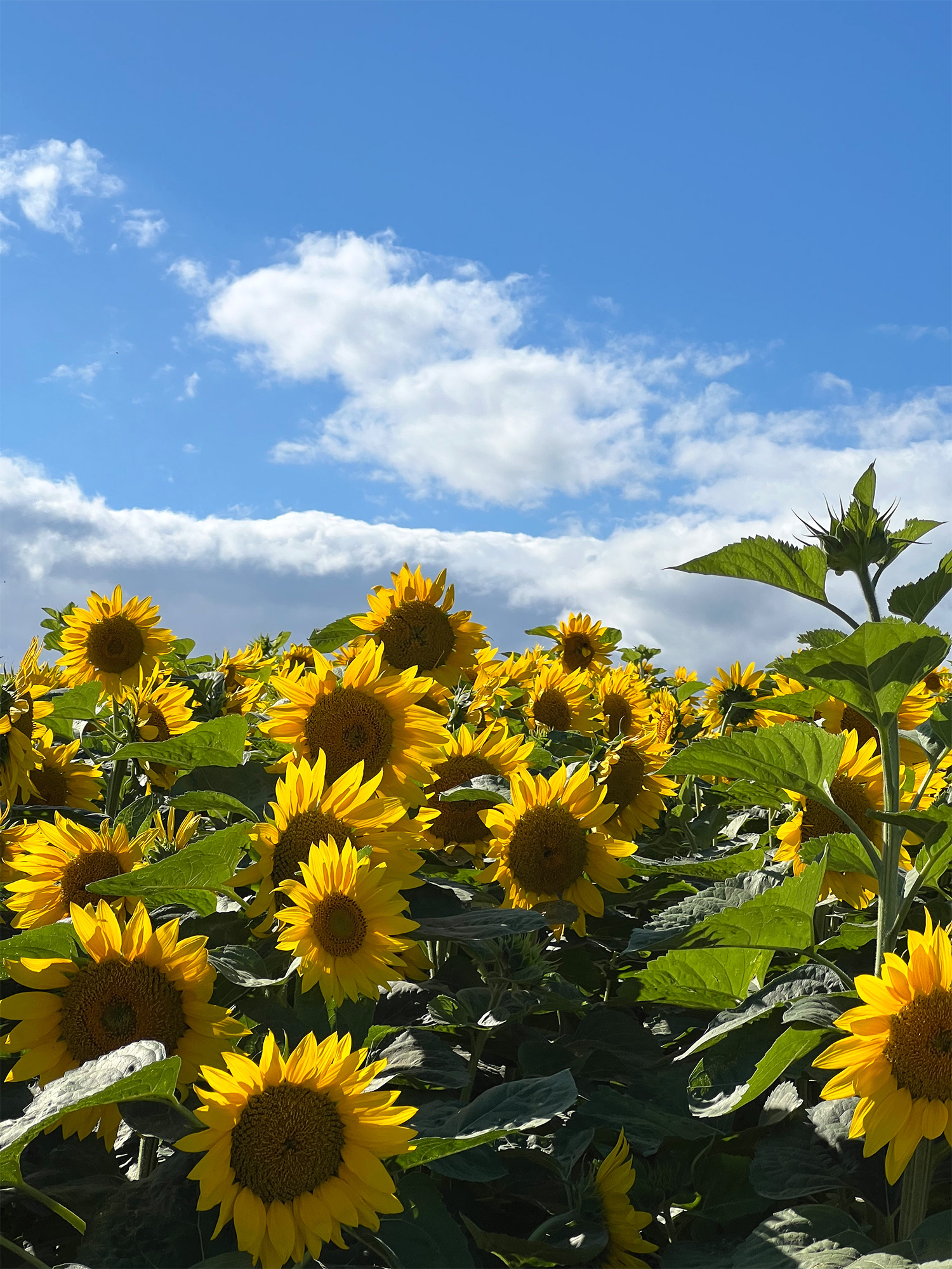 夏の風物詩の画像