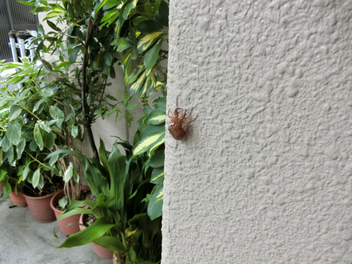 セミの抜け殻の画像