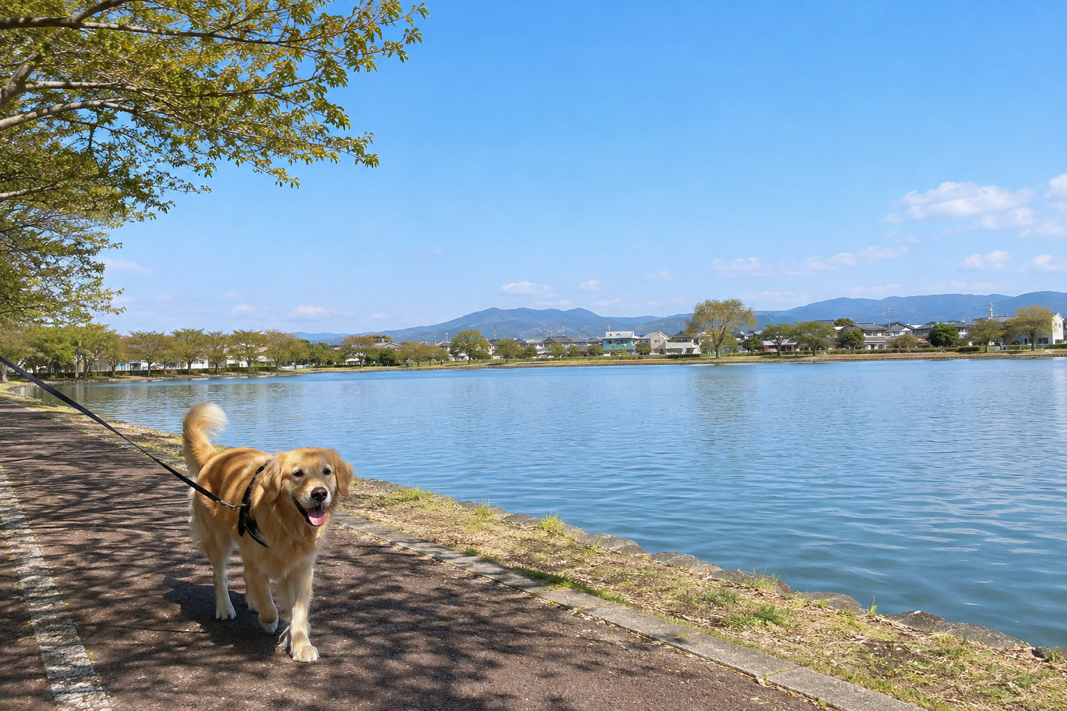 熊本でペットと暮らすならどこ？おすすめエリア・家賃相場・住み...の画像