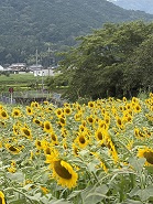 残暑見舞い申し上げますの画像