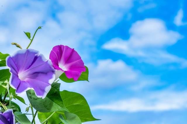 外国人にも知ってほしい日本の夏の朝顔文化 ― 朝に咲く花に感...の画像