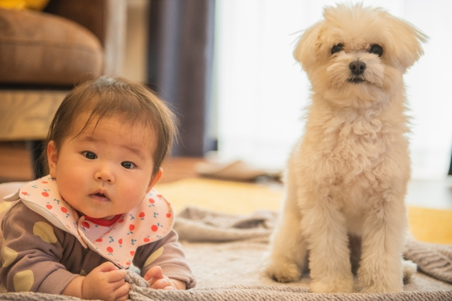 【岡崎市賃貸】犬と暮らすなら東岡崎駅？岡崎駅？失敗しない選び...の画像
