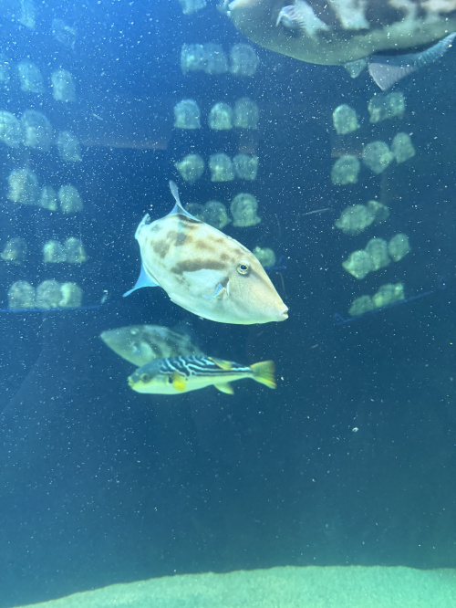 四国水族館へ行ってきました｜海とつながる絶景イルカショーに感...の画像
