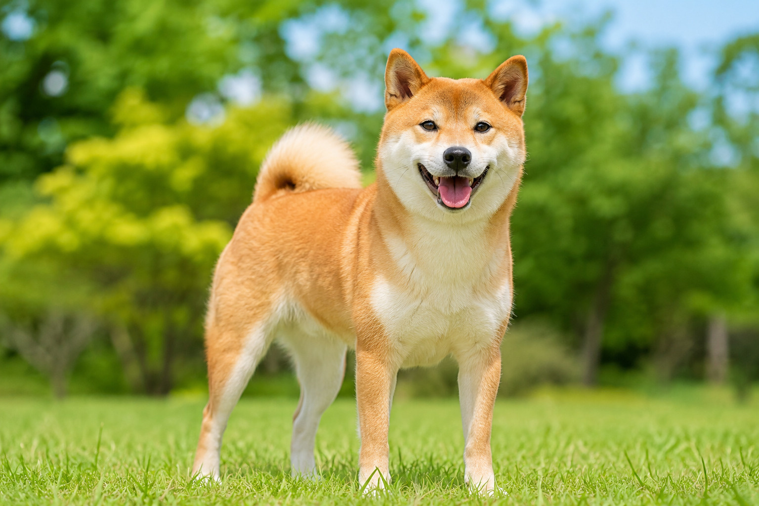 世界犬の日とは？愛犬への感謝を伝える8月26日、犬との暮らし...の画像