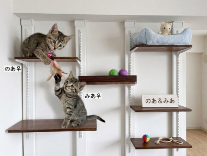 【賃貸OK】ラブリコ・ディアウォールで解決！狭いお部屋でも猫...の画像