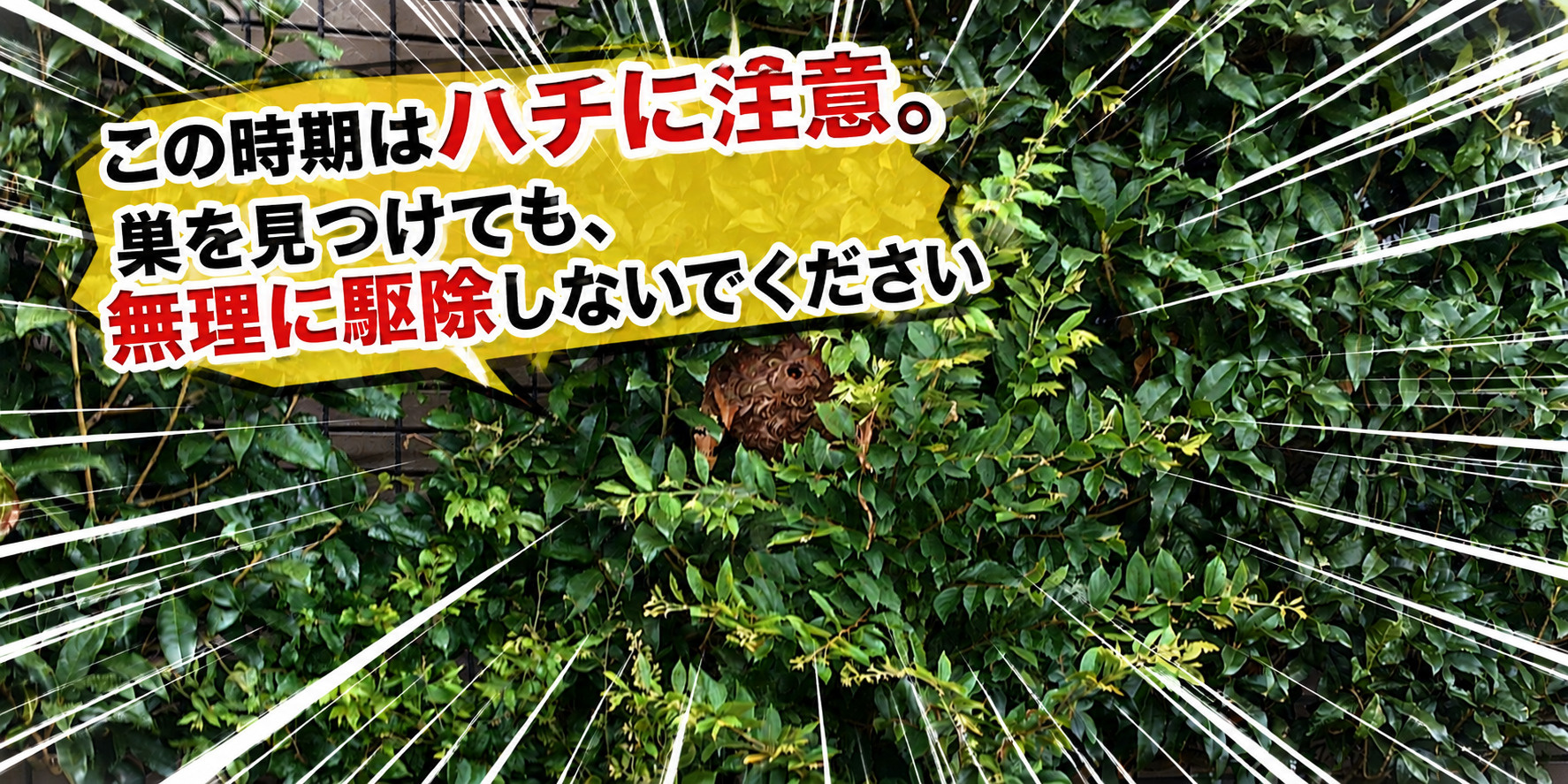 この時期はハチに注意。の画像