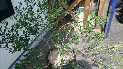 天候不順でも。の画像