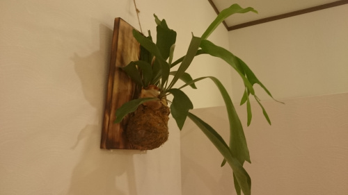 ちょっとイメチェンを図る⑤の画像