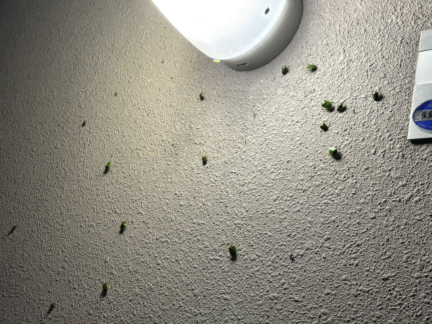 まだ少ないほう…の画像