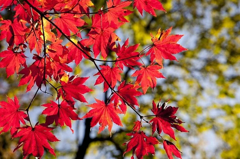 【2026年最新】八王子の紅葉スポット4選｜見頃・アクセス・...の画像