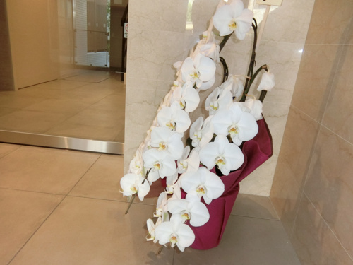 ファレノプシスの画像