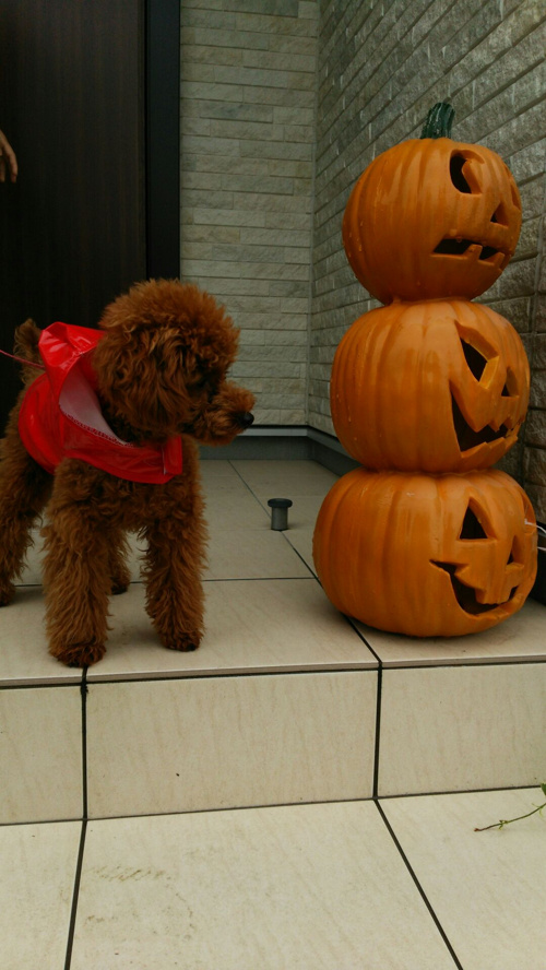 ハロウィン準備の画像