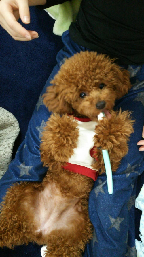 かなり短くトリミングの画像