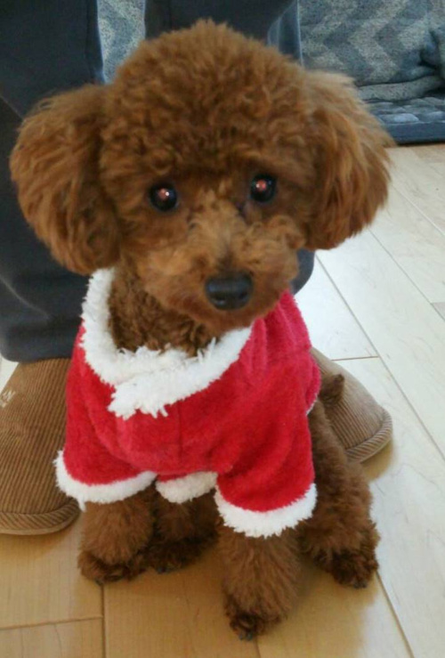 メリークリスマス！！の画像