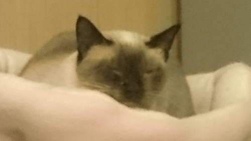 お金に困ってないから。の画像