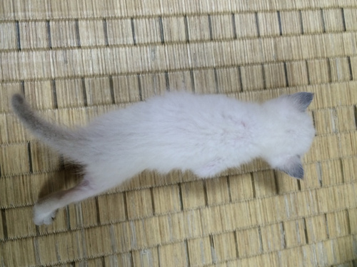 的確な努力。の画像