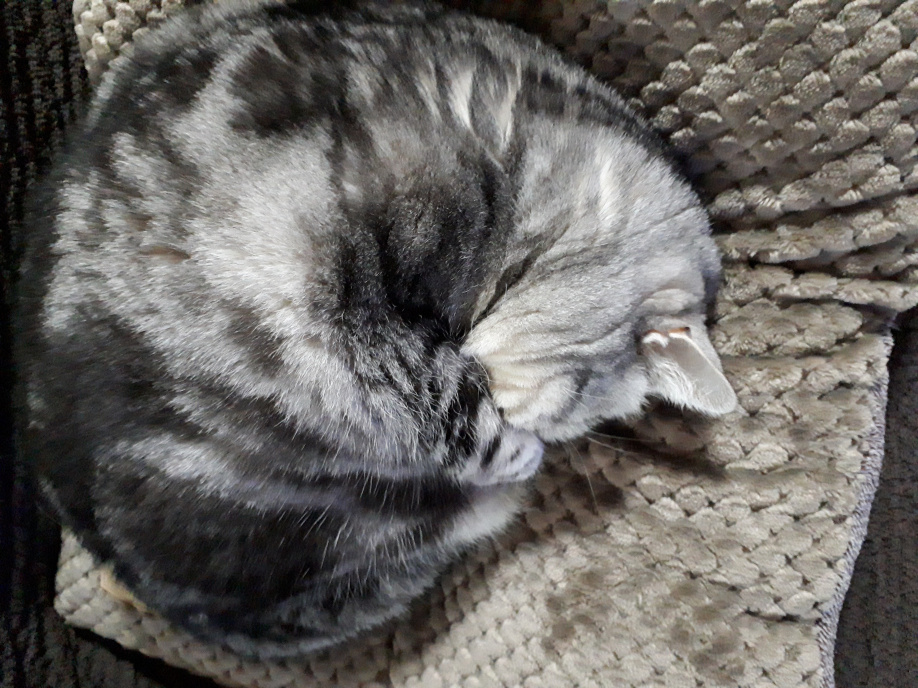 いつも一緒。。。の画像