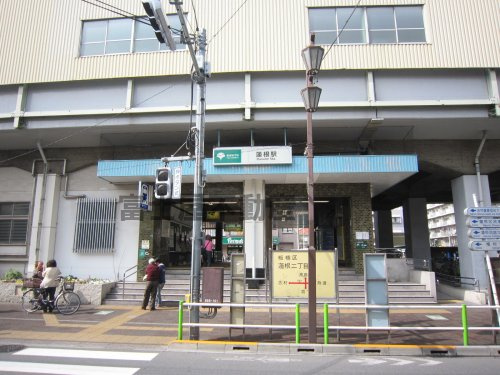 み ら べ る 蓮根