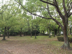 高辺台１号緑地