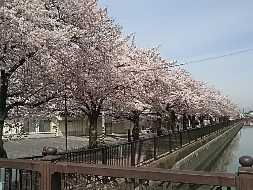 さくら並木 葛西用水