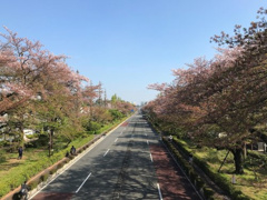 大学通り