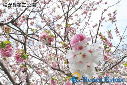 松が丘第二公園の画像4