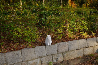猪名川公園の画像3