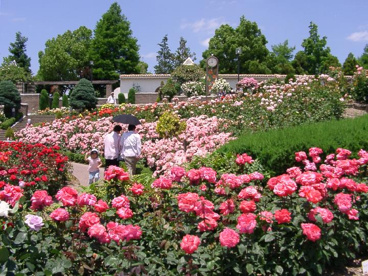 荒牧バラ公園の画像2