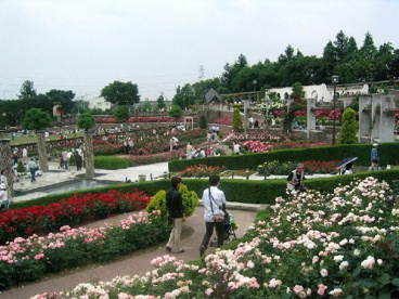 荒牧バラ公園の画像3