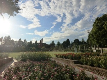 荒牧バラ公園の画像4