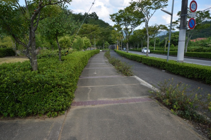 シラカシ公園の画像5