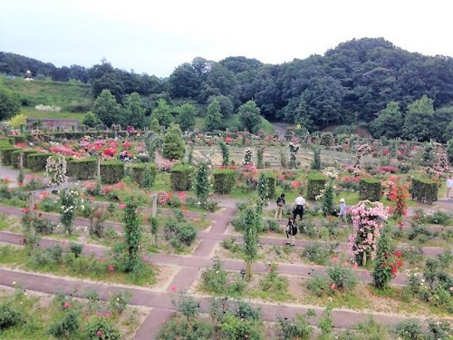 ぎふワールド・ローズガーデン(旧 花フェスタ記念公園)