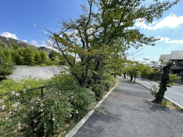 朝日ケ丘緑地の画像3