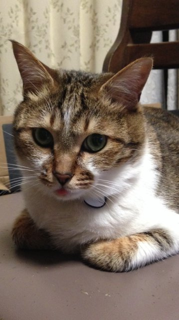 八田武士の画像